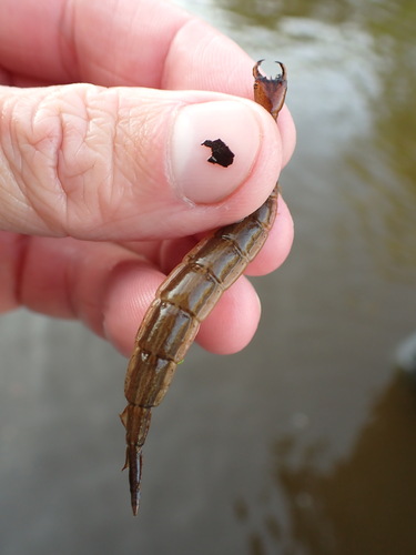 Fringed Diving Beetle photo 4