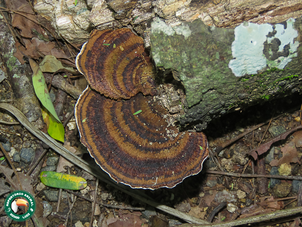 Coriolopsis caperata · March 2023 · photo: © diogoluiz (iNaturalist, cc-by)