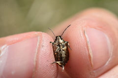 Rhacognathus punctatus