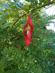 Clianthus