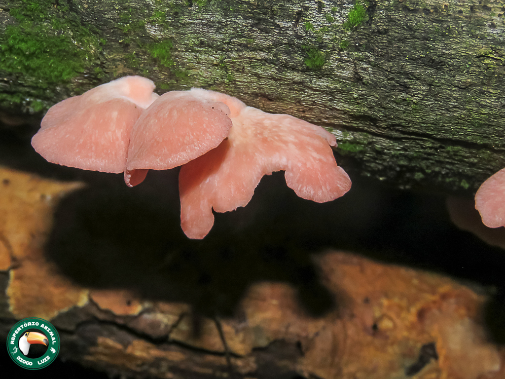 Pleurotus djamor · March 2023 · photo: © diogoluiz (iNaturalist, cc-by)
