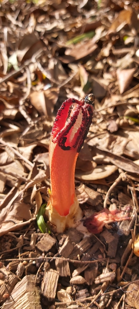 lantern stinkhorn from Pimlico QLD 4812, Australia on February 29, 2024 ...