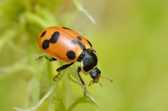 Hippodamia septemmaculata