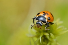 Hippodamia septemmaculata