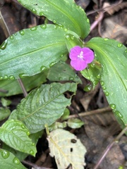 Tradescantia poelliae image