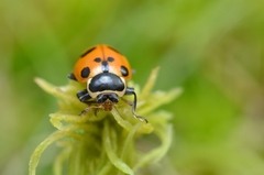 Hippodamia septemmaculata