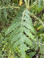 Cirsium subcoriaceum image
