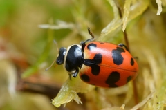 Hippodamia septemmaculata