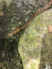 Leptodeira rhombifera