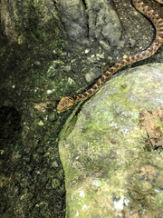 Leptodeira rhombifera