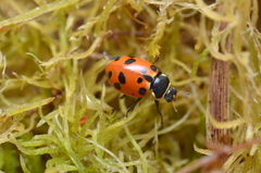 Hippodamia septemmaculata
