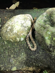 Leptodeira rhombifera