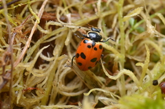 Hippodamia septemmaculata