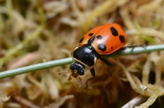Hippodamia septemmaculata