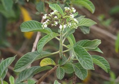 Tournefortia
