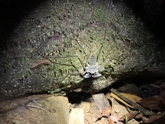 Paraphrynus laevifrons