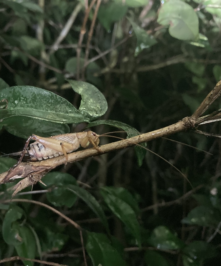 Silent Bush Cricket