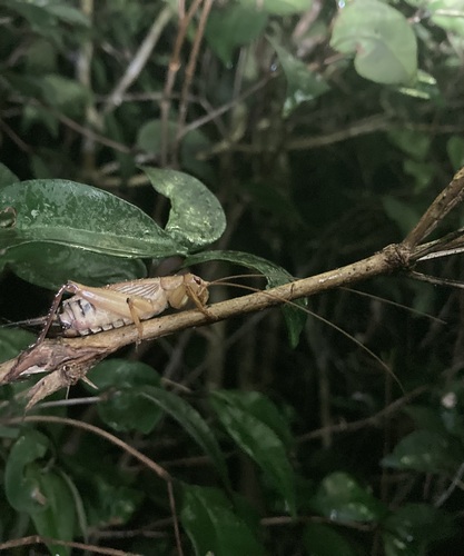 Silent Bush Cricket