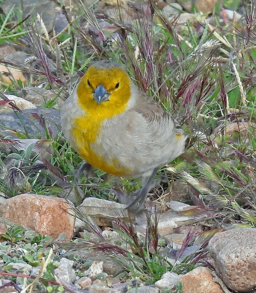Citron-headed Yellow-finch