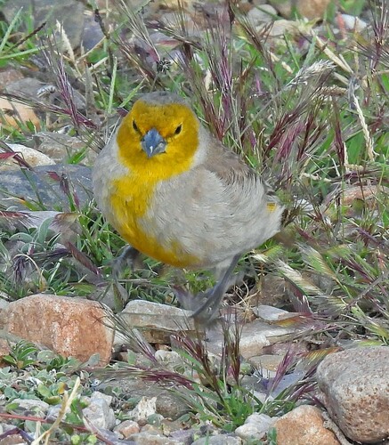 Citron-headed Yellow-finch