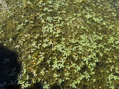 Callitriche longipedunculata