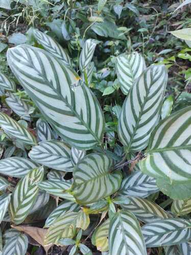 Ctenanthe oppenheimiana