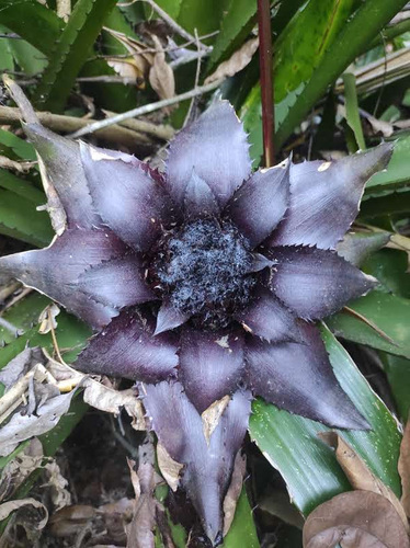Wittrockia gigantea, photograph 4