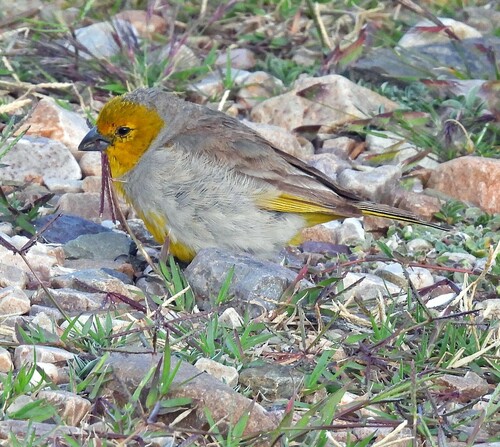 Citron-headed Yellow Finch (Sicalis luteocephala), photo 4