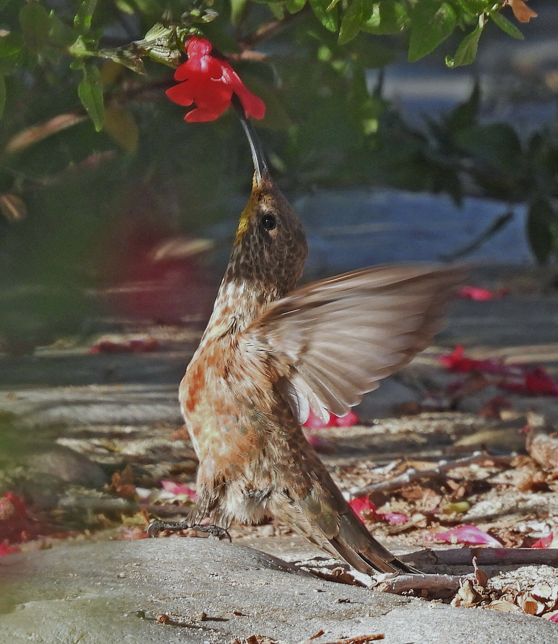 Wedge-tailed Hillstar (Oreotrochilus adela), photo 5