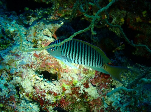 Spotbreast angelfish (Genicanthus melanospilos) — Pomacanthidae — 3