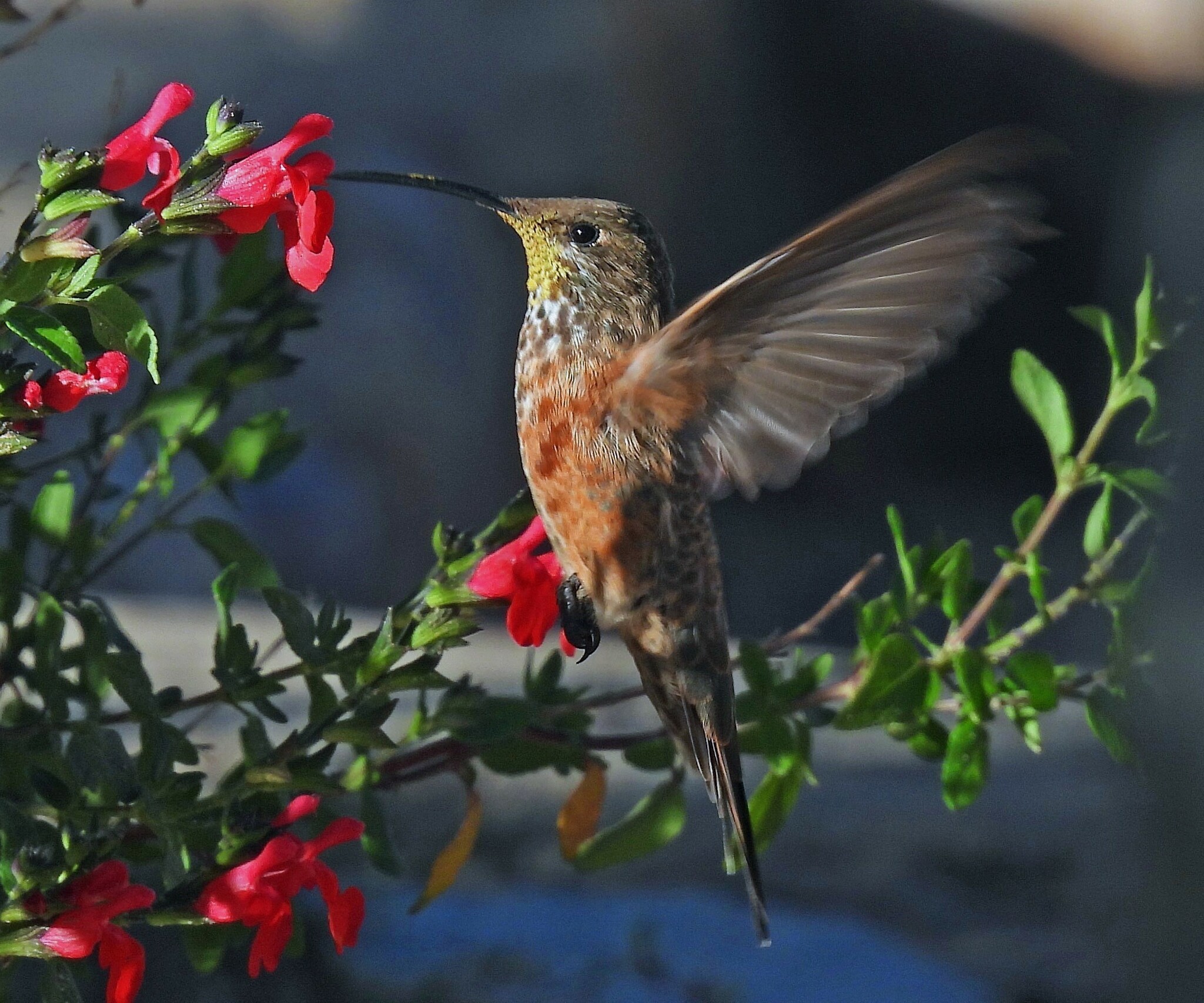 Wedge-tailed Hillstar (Oreotrochilus adela), photo 6