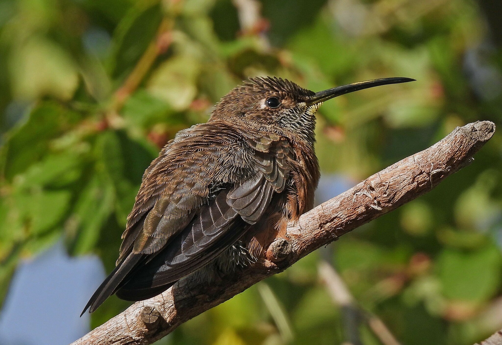 Wedge-tailed Hillstar (Oreotrochilus adela), photo 8
