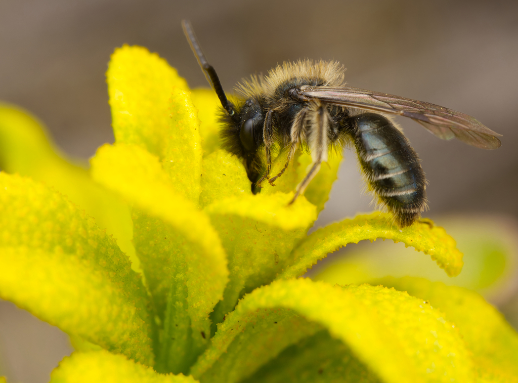 Lawrence's Miner Bee