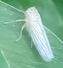 Provancherana mollicella