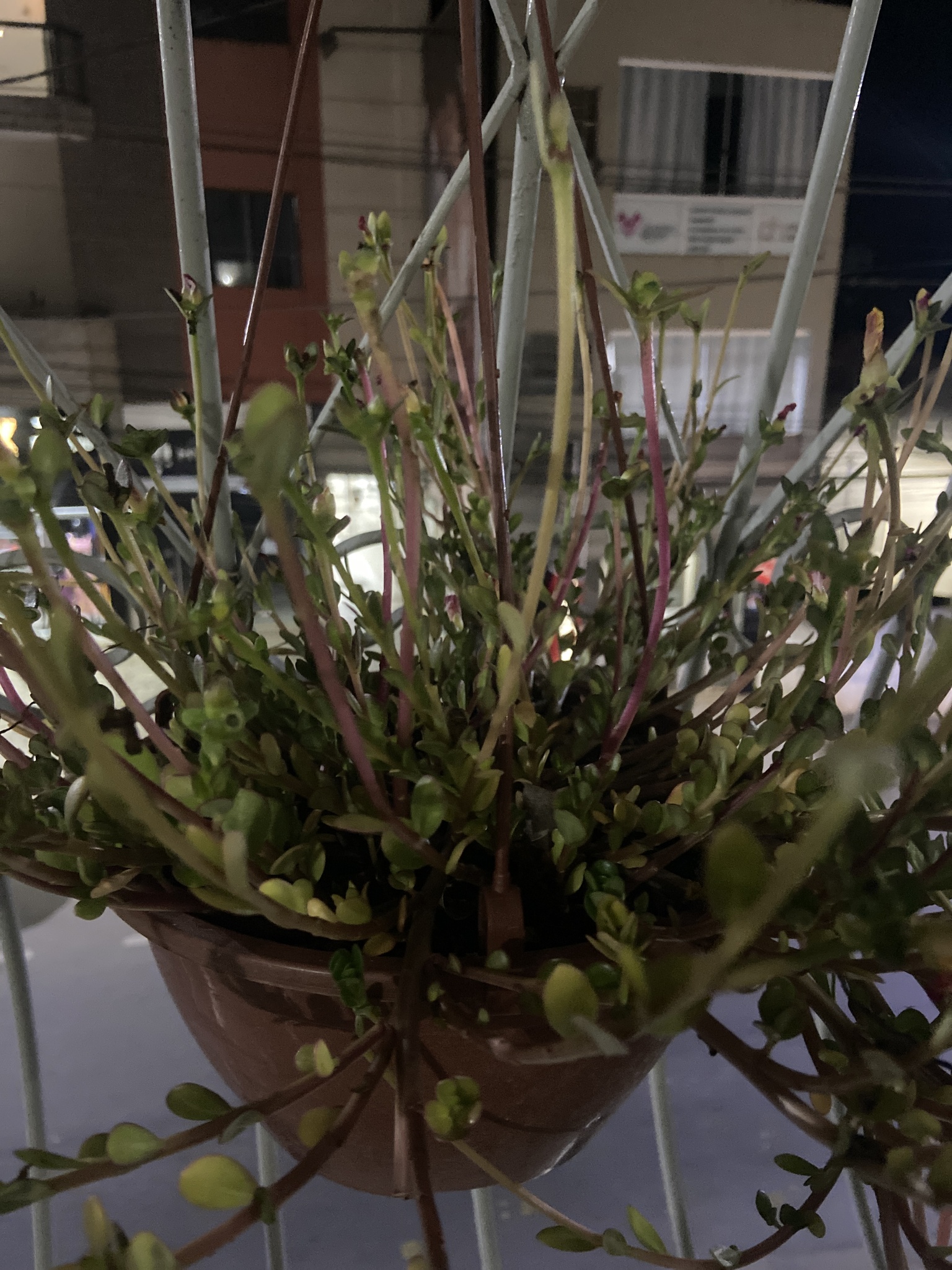 Portulaca umbraticola