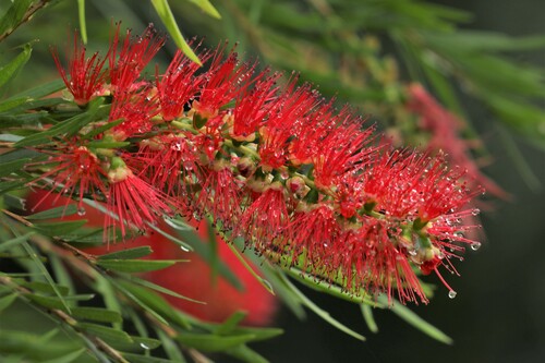 Melaleuca viminalis