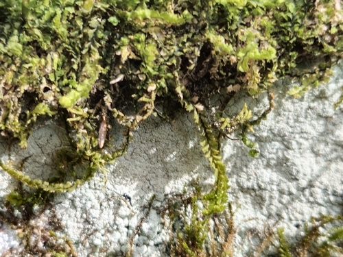 Image of Barbilophozia barbata by (c) cdn_explore, some rights reserved (CC BY)