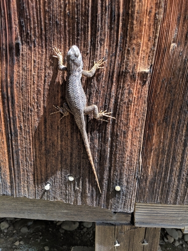 iNaturalist observation photo of Western Fence Lizard