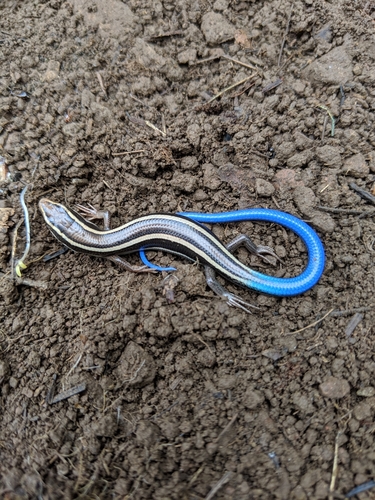 iNaturalist observation photo of Western Skink