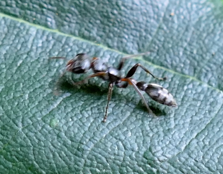 Gracilis-group Twig Ants from Zona rural de Paudalho - Pernambuco on ...