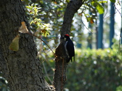 Melanerpes formicivorus