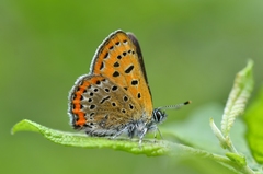 Lycaena helle