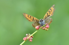 Lycaena helle
