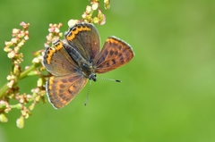 Lycaena helle