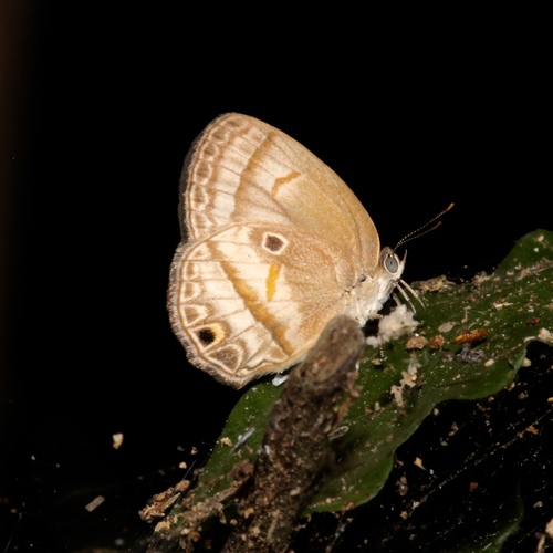 Arawacus dumenilii image