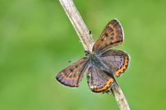 Lycaena helle