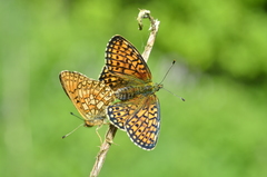 Boloria eunomia