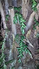 Tmesipteris horomaka