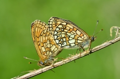 Boloria eunomia