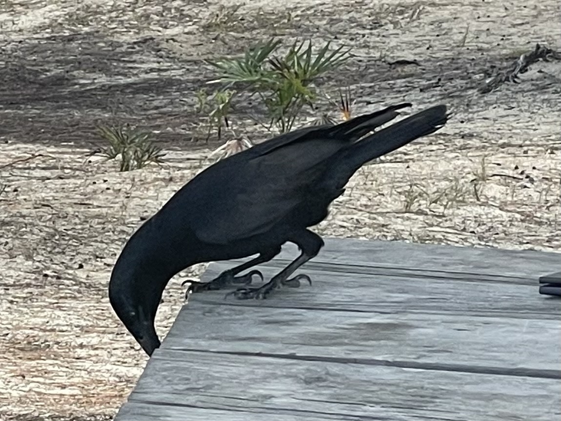 Cuban Crow (Corvus nasicus), photo 7